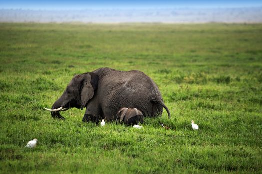 Elephants in Amboseli national park in Kenia