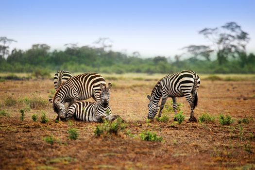 Zebras herd on savanna at sunset, Amboseli, Africa