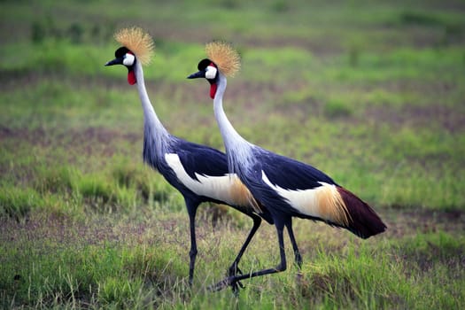 Two Grey Crowned Crane in Amboseli national park, Kenya 

