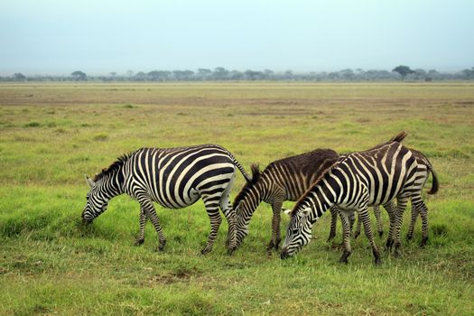 Zebras herd on savanna. Amboseli national park in Kenia