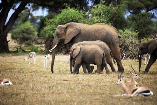 Elephants in Amboseli national park in Kenia