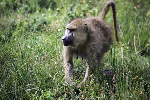 Baboon on savanna. Amboseli national park in Kenia