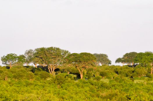 Several Acacia in the savannah of East Tsavo in Kenya