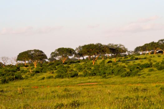 Several Acacia in the savannah of East Tsavo in Kenya