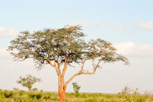 Acacia in flower in the savanna of Kenya