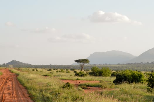 Savannah in East Tsavo Park in Kenya with a colinne in the background