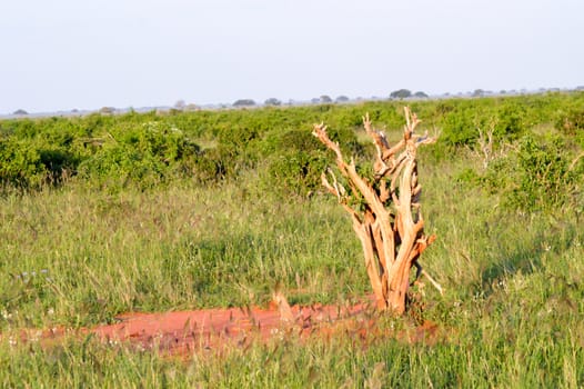 Dead tree in the green savanna of Tsavo East Kenya Park