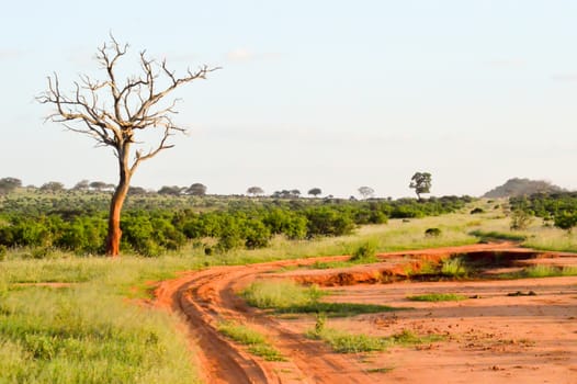 Dead tree in the green savanna of Tsavo East Kenya Park