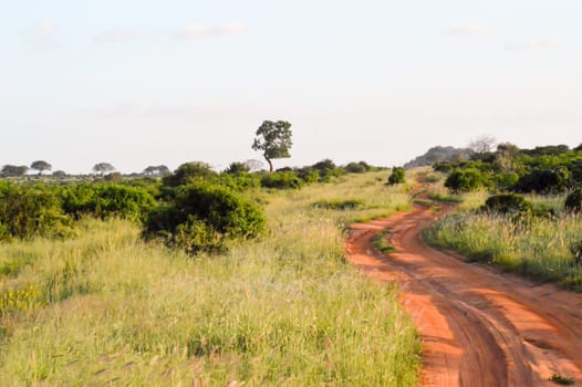 Dead tree in the green savanna of Tsavo East Kenya Park