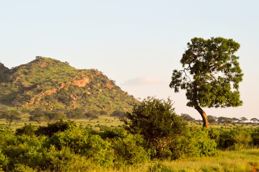 Dead tree in the green savanna of Tsavo East Kenya Park