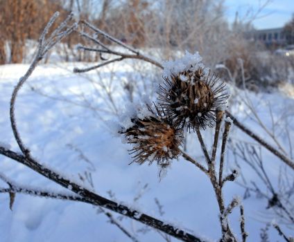 the dried seeds of the burdock are covered with crystals of frost