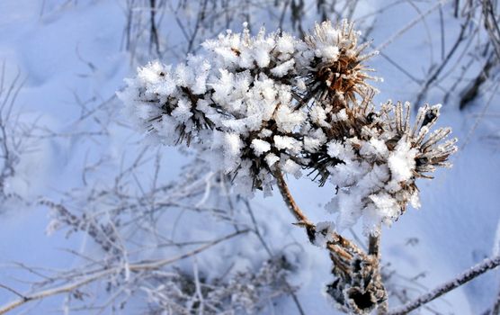 the plant burdock is covered with snow crystals