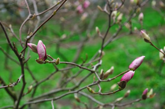 blooming magnolia tree in the spring garden.