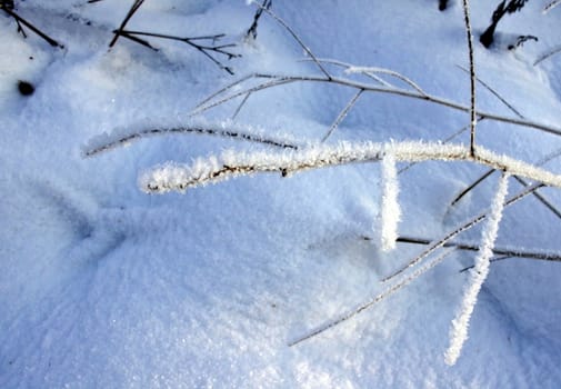 Frozen plant covered by snow and ice in winter