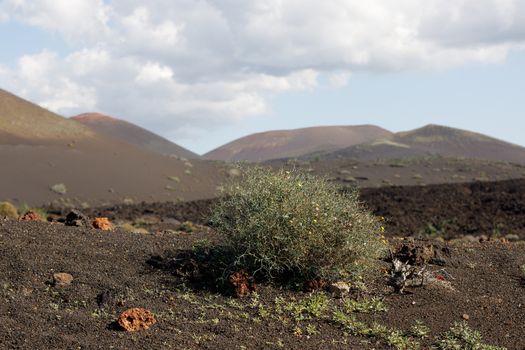 Landscape Lanzarote