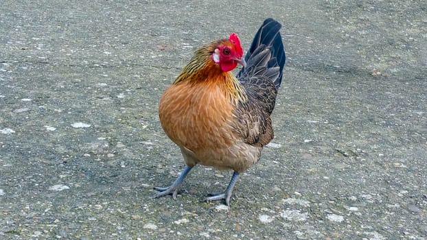 Rooster standing alone