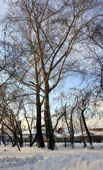Trees branches against blue sky in the winter