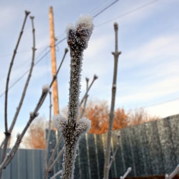 a branch of lilac with buds covered with frost closeup