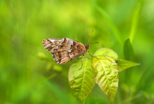 A beautiful Variegated Fritillary butterfly perching on a leaf