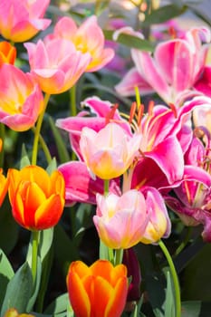 Tulip. Beautiful bouquet of tulips. colorful tulips. tulips in spring,colourful tulip