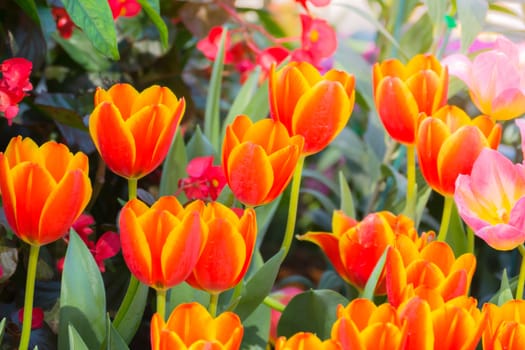 Tulip. Beautiful bouquet of tulips. colorful tulips. tulips in spring,colourful tulip