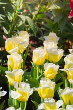 Tulip. Beautiful bouquet of tulips. colorful tulips. tulips in spring,colourful tulip