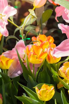 Tulip. Beautiful bouquet of tulips. colorful tulips. tulips in spring,colourful tulip