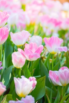 Tulip. Beautiful bouquet of tulips. colorful tulips. tulips in spring,colourful tulip