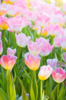 Tulip. Beautiful bouquet of tulips. colorful tulips. tulips in spring,colourful tulip