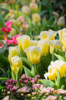 Tulip. Beautiful bouquet of tulips. colorful tulips. tulips in spring,colourful tulip