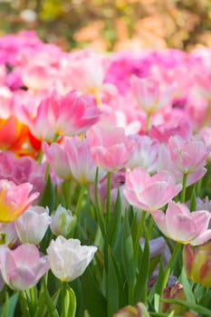 Tulip. Beautiful bouquet of tulips. colorful tulips. tulips in spring,colourful tulip