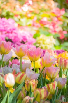 Tulip. Beautiful bouquet of tulips. colorful tulips. tulips in spring,colourful tulip