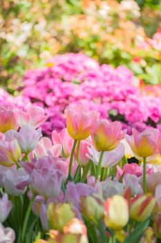 Tulip. Beautiful bouquet of tulips. colorful tulips. tulips in spring,colourful tulip