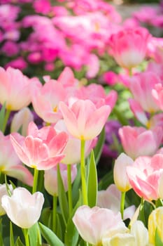 Tulip. Beautiful bouquet of tulips. colorful tulips. tulips in spring,colourful tulip