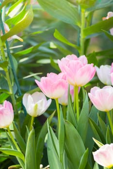 Tulip. Beautiful bouquet of tulips. colorful tulips. tulips in spring,colourful tulip