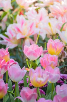 Tulip. Beautiful bouquet of tulips. colorful tulips. tulips in spring,colourful tulip