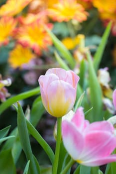 Tulip. Beautiful bouquet of tulips. colorful tulips. tulips in spring,colourful tulip