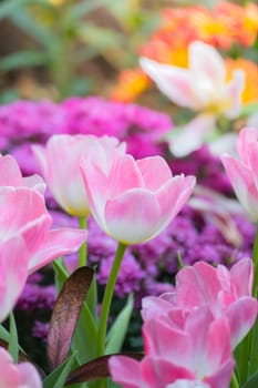 Tulip. Beautiful bouquet of tulips. colorful tulips. tulips in spring,colourful tulip