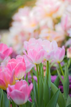 Tulip. Beautiful bouquet of tulips. colorful tulips. tulips in spring,colourful tulip