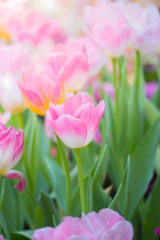 Tulip. Beautiful bouquet of tulips. colorful tulips. tulips in spring,colourful tulip