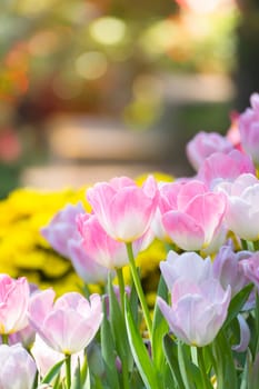 Tulip. Beautiful bouquet of tulips. colorful tulips. tulips in spring,colourful tulip