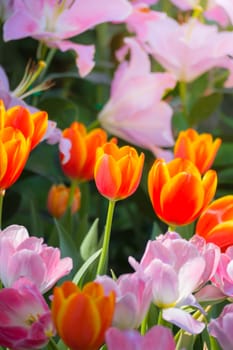 Tulip. Beautiful bouquet of tulips. colorful tulips. tulips in spring,colourful tulip