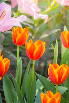 Tulip. Beautiful bouquet of tulips. colorful tulips. tulips in spring,colourful tulip