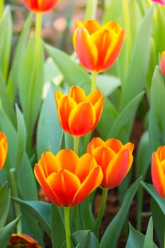 Tulip. Beautiful bouquet of tulips. colorful tulips. tulips in spring,colourful tulip