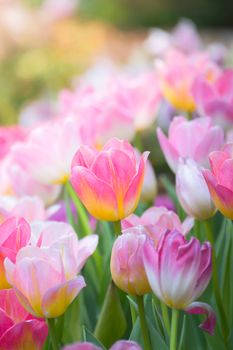 Tulip. Beautiful bouquet of tulips. colorful tulips. tulips in spring,colourful tulip