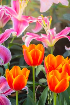 Tulip. Beautiful bouquet of tulips. colorful tulips. tulips in spring,colourful tulip