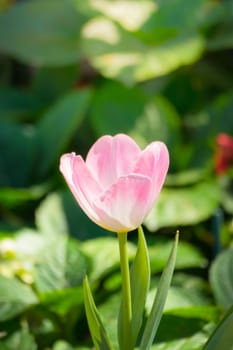 Tulip. Beautiful bouquet of tulips. colorful tulips. tulips in spring,colourful tulip