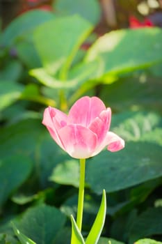 Tulip. Beautiful bouquet of tulips. colorful tulips. tulips in spring,colourful tulip