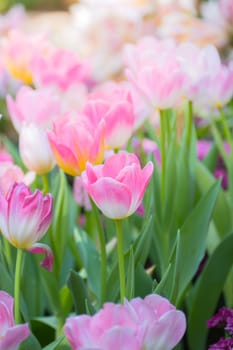 Tulip. Beautiful bouquet of tulips. colorful tulips. tulips in spring,colourful tulip