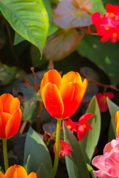 Tulip. Beautiful bouquet of tulips. colorful tulips. tulips in spring,colourful tulip